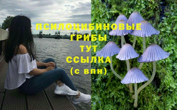 ГАЛЛЮЦИНОГЕННЫЕ ГРИБЫ Новодвинск